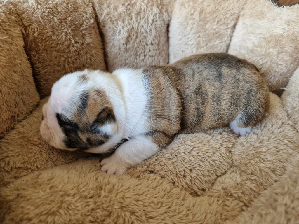 From TBeD  - Chiot disponible  - Bulldog Anglais