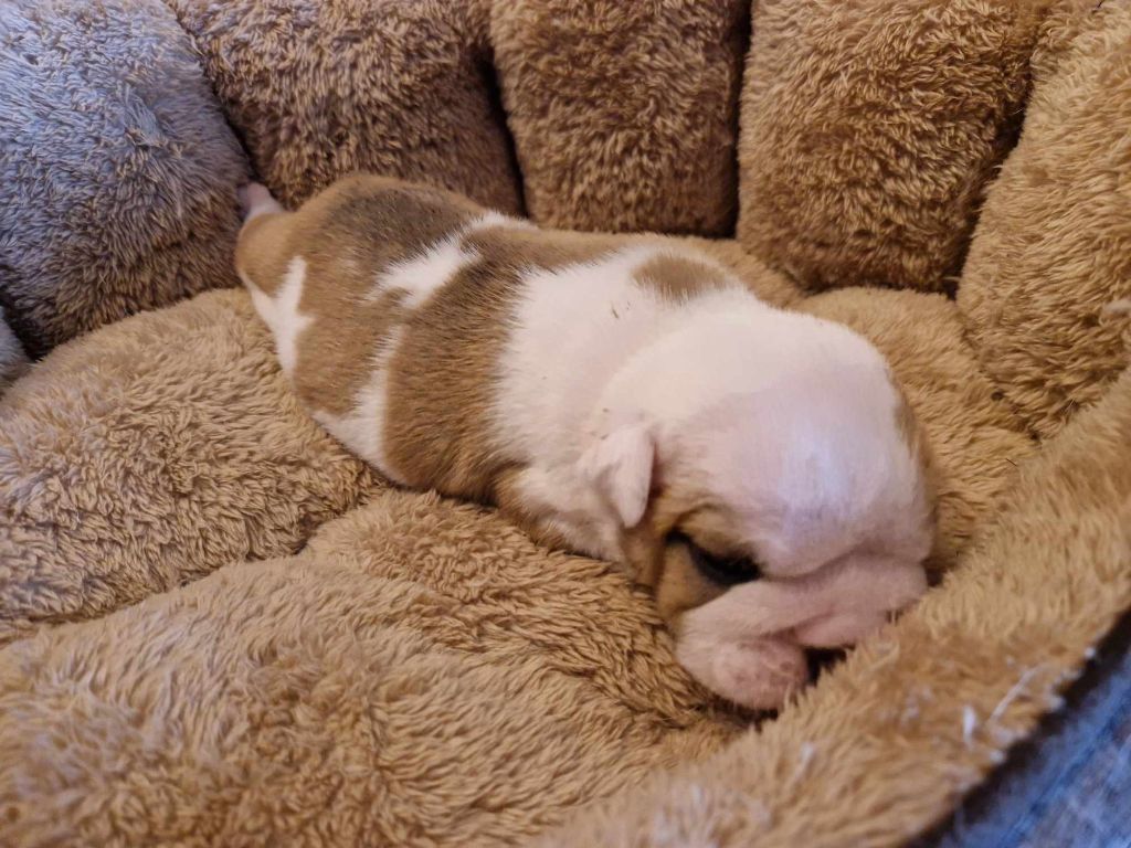 From TBeD  - Chiot disponible  - Bulldog Anglais